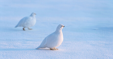 arctic partridge in winter plumage