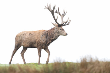 Close-up of a red deer stag against clear background