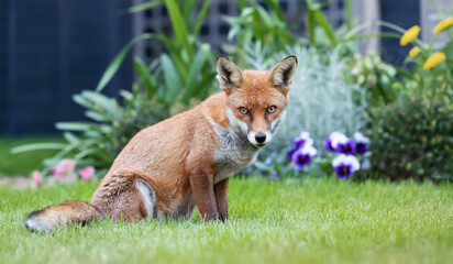 Close up of a red fox in summer