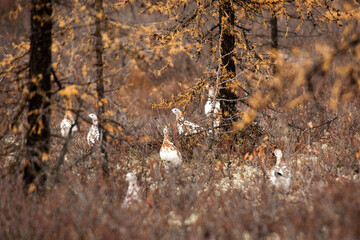 polar partridge waiting for winter
