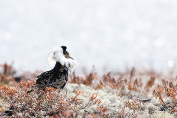 male turukhtan sandpiper in mating attire