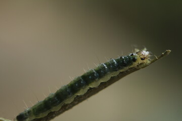 close up of a caterpillar