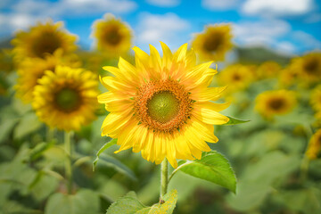 Fototapeta premium sunflower field in the summer
