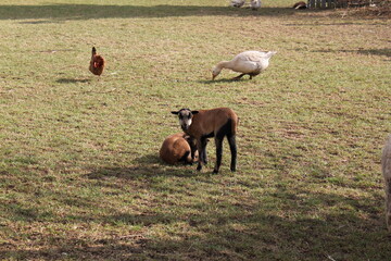 Tiere in der natur
