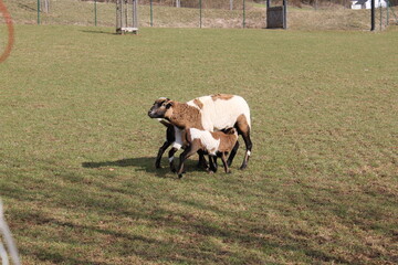 Tiere in der natur