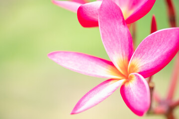 Concept nature view of White and pink leaf on blurred greenery background in garden and sunlight with copy space using as background natural green plants landscape, ecology, fresh wallpaper.