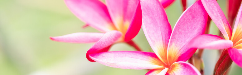 Concept nature view of White and pink leaf on blurred greenery background in garden and sunlight with copy space using as background natural green plants landscape, ecology, fresh wallpaper.