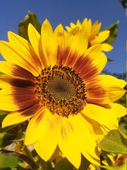 sunflower on blue background