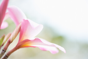 Concept nature view of White and pink leaf on blurred greenery background in garden and sunlight with copy space using as background natural green plants landscape, ecology, fresh wallpaper.