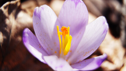Crocus sativus in the wild