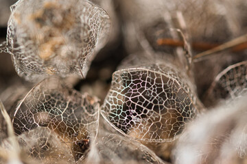 Abstract background with macro physalis groundcherries fruit dry weathered perforated husk lace texture, a concept for ageing, fading away, passing time and a fragility of life.	