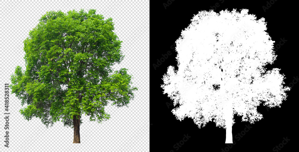 Poster Tree on transparent background picture and alpha channel with clippings path