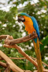 カラフルなオウム