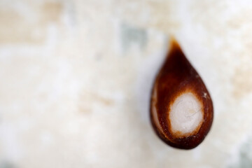 close up of a small brown apple seed