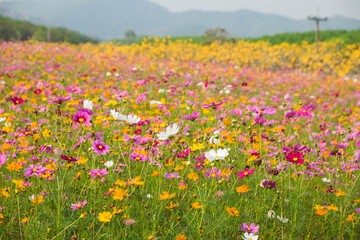 Beautiful cosmos flower field in sunset time.