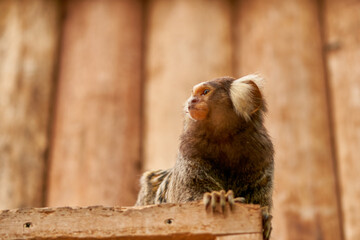 Naklejka premium さる