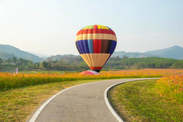 Beautiful colors of the hot air balloons flying on the cosmos flower field.