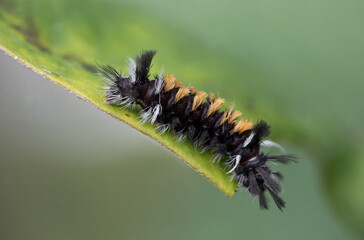 Milkweed tussock moth caterpillar on milkweed leaf