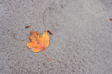 Sand covered orange leaf on an empty sandy beach