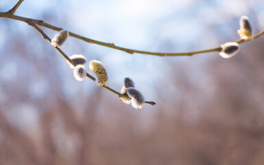 Spring nature scene with pussy-willow tree