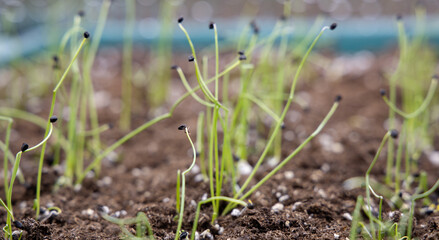 Onion Sprouts