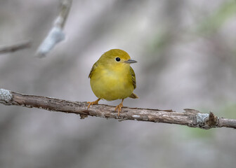 Obraz premium Extreme close up of female yellow warbler on twig in forest
