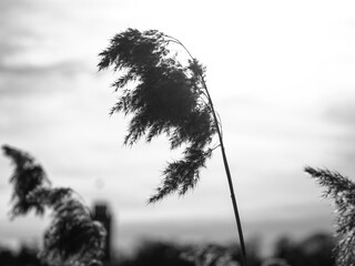 Obraz premium Close up reeds in winter