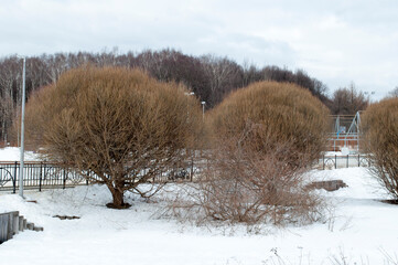 Panoramic view of trees, bridge. Winter day in the park.