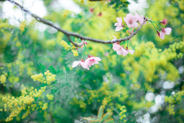 ミモザと桜