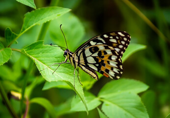 Butterfly on a flower