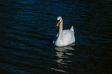 Beautiful swan floats on the lake