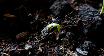Close up small Sunflower seedling on black soil