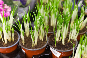 Young seedlings in a brown pots
