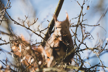 Eichhörnchen im Baum