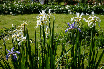 Obraz premium Summer Irises white and purple