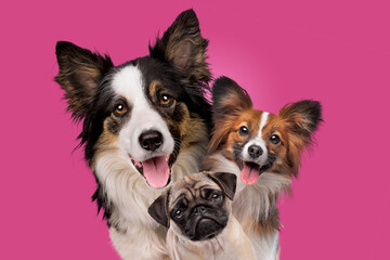 portrait of three dogs
