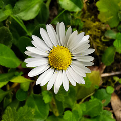 Fototapeta premium marguerites printanières à la campagne dans le Lauragais (campagne en arrière plan ou sur fond noir)