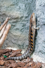 The scaling lizard scrambles forward