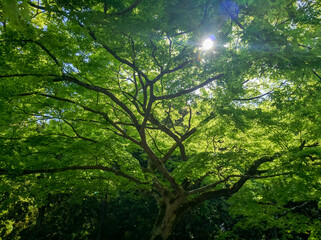 KYOTO, JAPAN - APRIL 5, 2018: Dense, green forest in Arashiyama, Kyoto. The sun's rays make their way through the branches of the trees.
