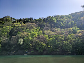 Fototapeta na wymiar KYOTO, JAPAN - APRIL 5, 2018: Dense, green forest in Arashiyama, Kyoto. On the opposite bank of the Katsura River, large trees can be seen growing in the park area.