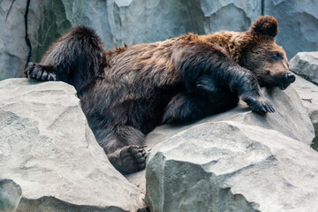 Brown bear
