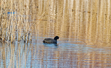 Coot_At_edge_of_reed_bed