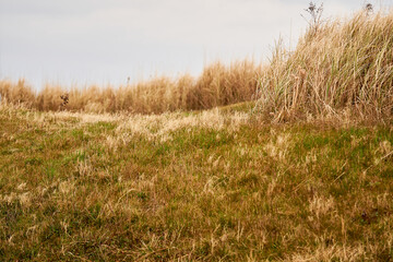 Fototapeta premium 秋の原っぱ