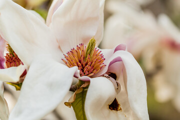 Fototapeta na wymiar Macro blooming magnolia on a branch