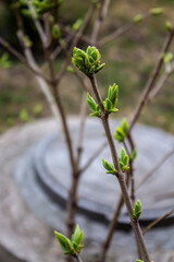 Early spring in the garden, young leaflets bloom on tree branches