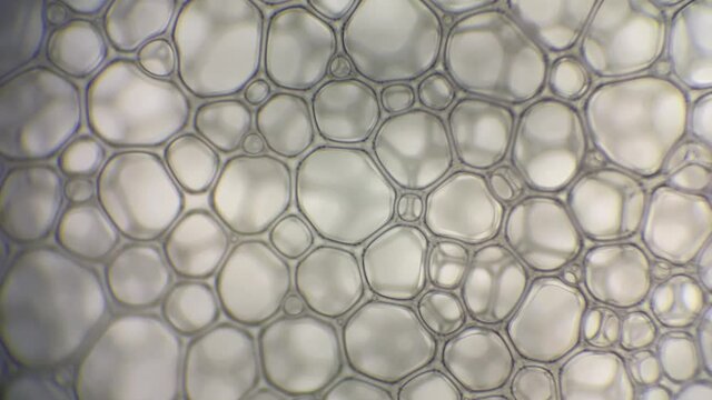 顕微鏡で撮影した泡