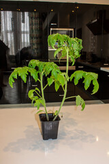 Early spring in the garden, tomato seedlings in pots