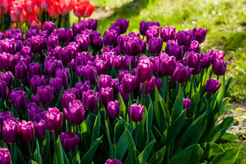 Macro violet tulips on a background of green grass
