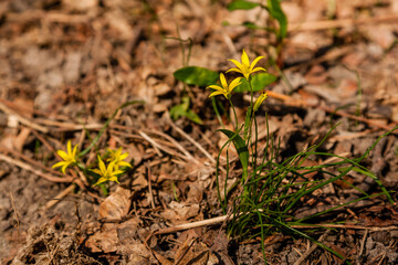 Spring yellow wildflowers among the autumn leaves