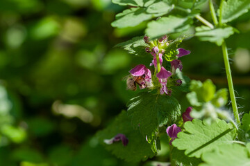 Lamium purpureum blooming in the garden. Medicinal plants.